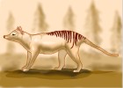 How to Draw a Thylacine