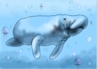 How to Draw a Manatee