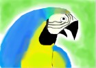 How to Draw a Parrot/Macaw