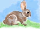 How to Draw a Rabbit