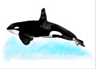 How to Draw a Killer Whale