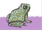 How to Draw a Toad