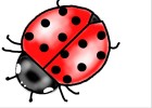 How to Draw a Ladybug