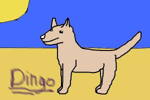 Featured image of post How To Draw A Dingo How to draw a dingo