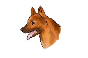 German Shepherd Head