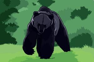 How to Draw a Bear Step by Step