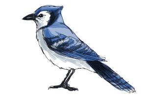 How to Draw a Blue Jay