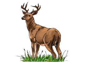 How to Draw a Buck