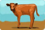 How to Draw a Calf