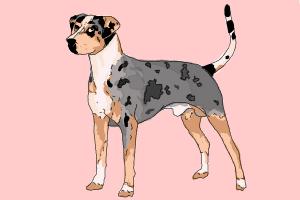 How to Draw a Catahoula Leopard Dog