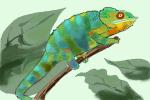 How to Draw a Chameleon