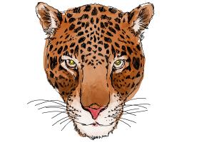 How to Draw a Cheetah Face