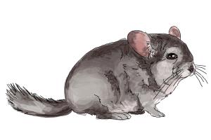 How to Draw a Chinchilla