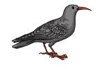 How to Draw a Chough