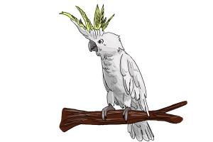 How to Draw a Cockatoo