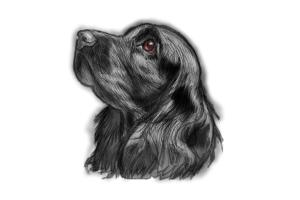 How to Draw a Cocker Spaniel