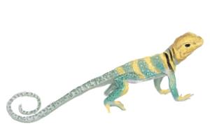 How to Draw a Common Collared Lizard