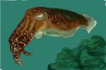 How to Draw a Cuttlefish