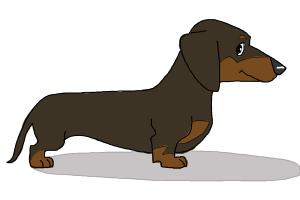 How to Draw a Dachshund