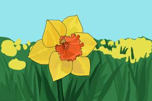 How to Draw a Daffodil