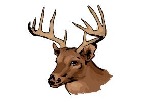 How to Draw a Deer Head