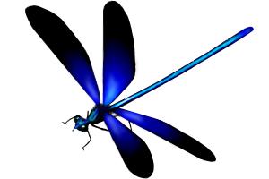 How to Draw a Dragonfly