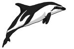 How to Draw a Dusky Dolphin