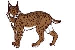 How to Draw a Eurasian Lynx