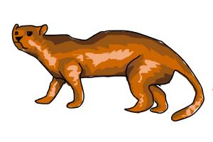 How to Draw a Fossa: Requested by Lordtourettes
