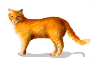 How to Draw a Ginger Cat