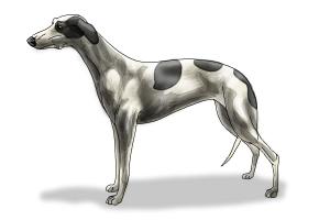 How to Draw a Greyhound