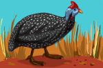 How to Draw a Guinea Fowl