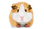 How to Draw a Guinea Pig