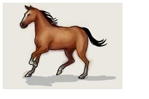 How to Draw a Horse Step by Step