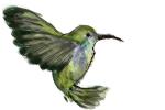 How to Draw a Hummingbird