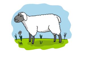 How to Draw a Lamb