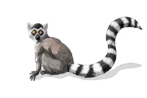 How to Draw a Lemur