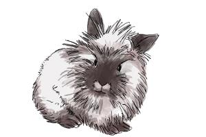 How to Draw a Lionhead Bunny