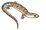 How to Draw a Lizard
