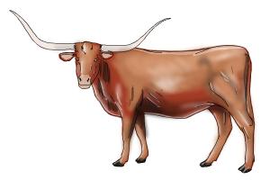 How to Draw a Longhorn