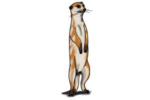 How to Draw a Meerkat