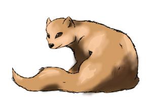 How to Draw a Mongoose Requested by Redroserescue