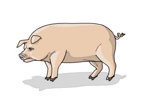 How to Draw a Pig Step by Step