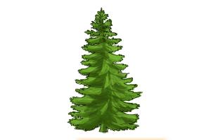 How to Draw a Pine Tree