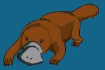 How to Draw a Platypus