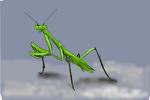 How to Draw a Praying Mantis