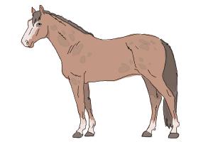 How to Draw a Realistic Horse