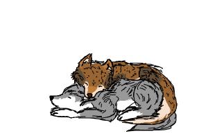 How to Draw a Red Wolf And a Grey Wolf - DrawingNow