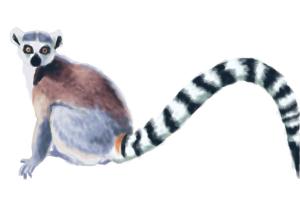 How to Draw a Ring-Tailed Lemur