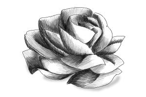 How To Draw A Rose In Pencil